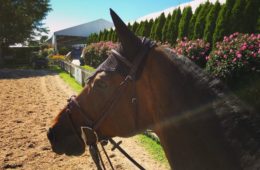 vindicat and jessica springsteen and hampton classic horse show