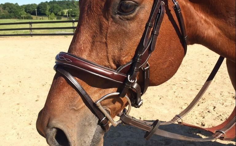 Product Review: Tota Comfort Systems Daytona Jumper Bridle - Jumper Nation