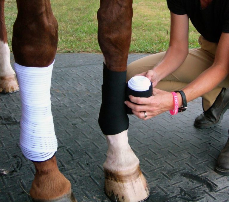 Product Review Draper Equine Therapies Polo Wraps Jumper Nation