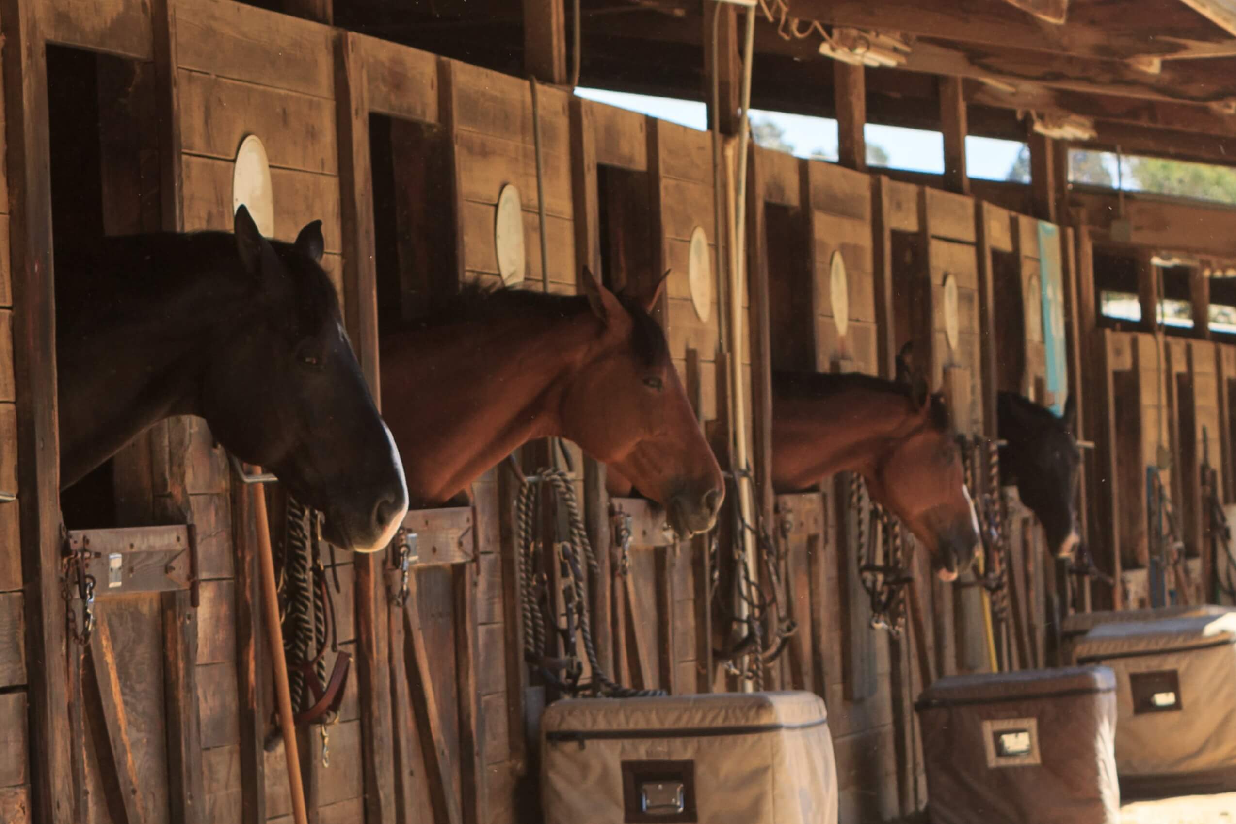 equine-law-faq-my-horse-damaged-property-at-the-boarding-barn-jumper