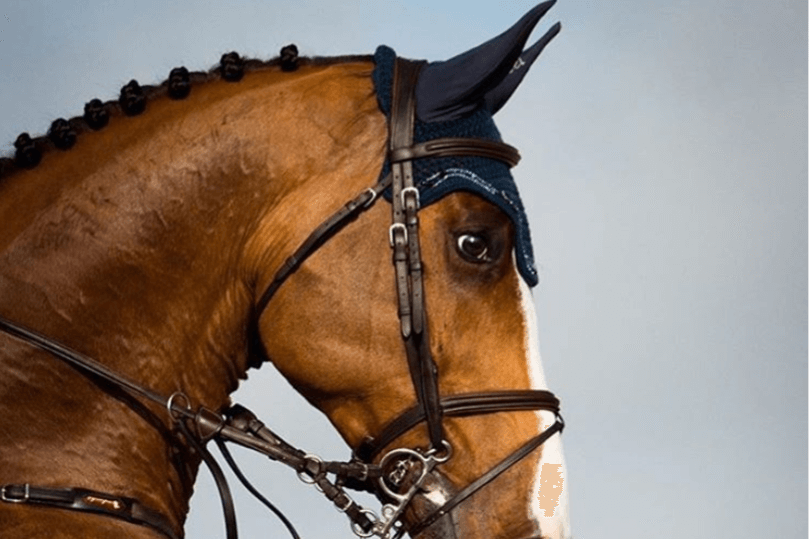 Custom Fly That Little ‘Extra’ for Your Horse at Shows