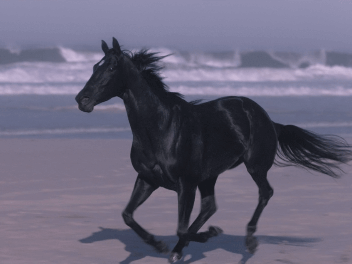 Black Stallion Horse Porn - Movie Review: Black Beauty - the 2020 Version - Jumper Nation